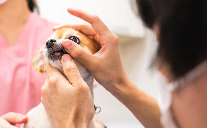 デンタルケア・歯石