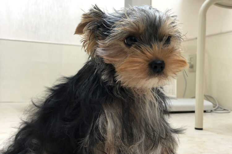 インプラント除去について