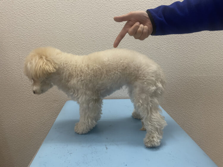 動物の腰骨（椎体）の骨折について